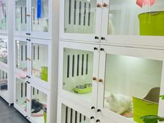 -青奢宠物·青奢猫舍