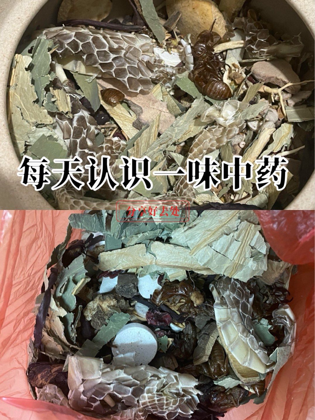 每天认识一味中药