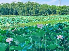 -荷塘月色湿地公园·向阳花洲