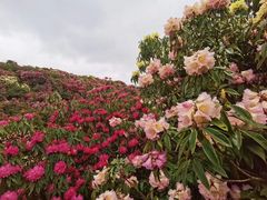 -贵州百里杜鹃风景名胜区