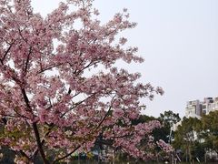 -新江湾城公园