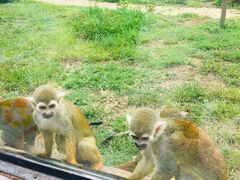 -石家庄市动物园