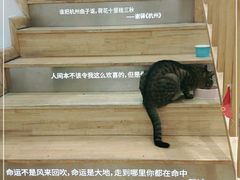 -猫的天空之城概念书店(杭州南宋御街店)