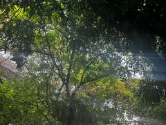 -Fern Forest Cafe