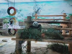 -西霞口神雕山野生动物世界