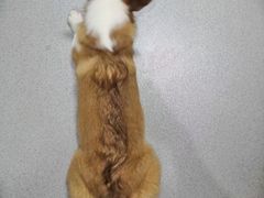 -我爱猫咪·猫咖·狗咖·安哥拉兔·羊驼咖(小寨华旗店)