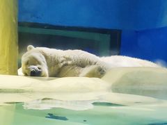 -大连圣亚海洋世界