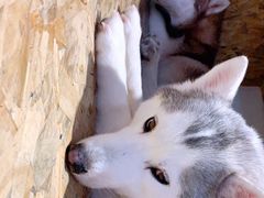 -Husky Go! 哈士奇体验馆·宠物咖啡厅狗咖