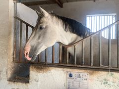 -月河湾马术俱乐部(朝阳店)