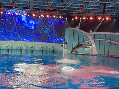 -海合安青岛极地海洋公园