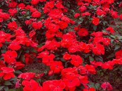 -深圳国际园林花卉博览园