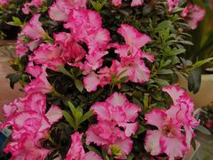 -三圣花乡旅游区