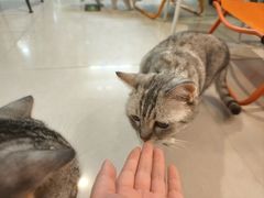 -平行世界·猫咖(首经贸店)
