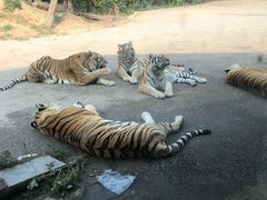 -大连森林动物园