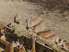 -青藏高原野生动物园