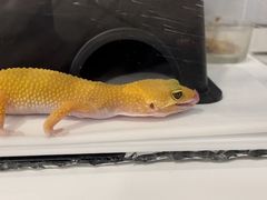 -酷以爬仙阁实体爬宠店·守宫·蜥蜴·专业繁育