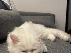 -lincat·猫舍(广州店)