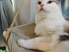 -喵喵咪呀布偶猫咖(春熙路店)