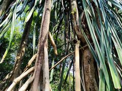 -中国科学院西双版纳热带植物园