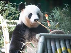 -灵玲国际马戏城