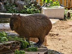 -合肥野生动物园