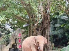 -深圳野生动物园