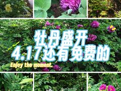 -洛阳市牡丹公园