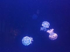 -左海海底世界