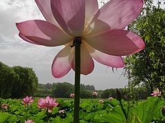 -东郊湿地公园