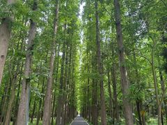 -东平国家森林公园