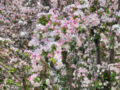 -桃花堤公园