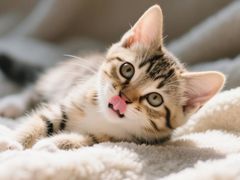 -翊宠yipet猫狗购宠庄园