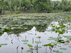 -西溪国家湿地公园