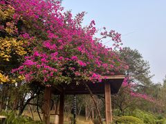 -铁山坪森林公园