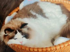 -老吴的猫·猫舍(新区店)