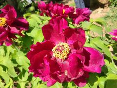 -国家植物园南园