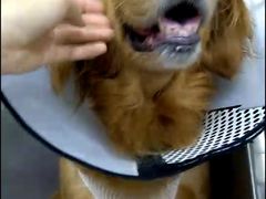 -爱妮康宠物医院·干细胞免疫细胞·肿瘤·心脏(张江店)