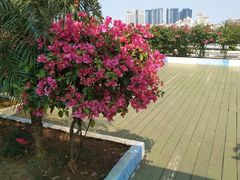 -马大胡子清真西北菜