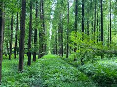 -黄海国家森林公园