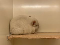 -龙猫仔乐园(惠福东路店)