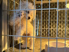 -保定市花鸟鱼虫市场