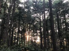 -重庆睡佛山森林公园
