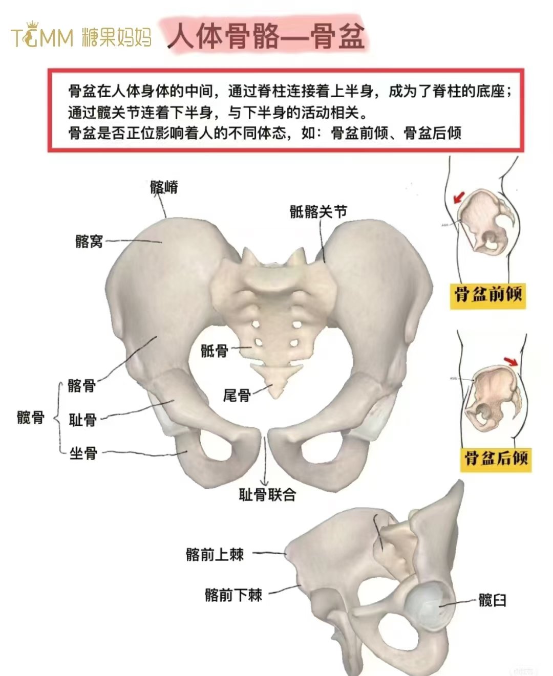 盆骨闭合图解图片