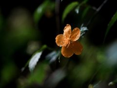 -王顺山国家森林公园