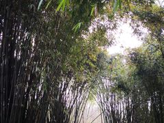 -桤木河湿地公园