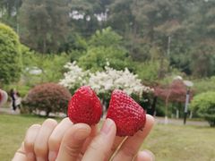 -铁山坪森林公园