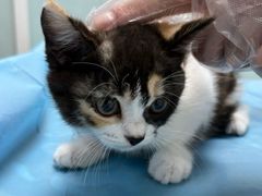 -纳吉亚猫专科动物诊疗中心(蒋宅口分院)