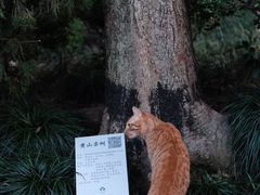 -静安公园(静安寺街道)