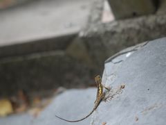 -鹅銮鼻公园
