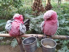 -南宫五洲植物乐园